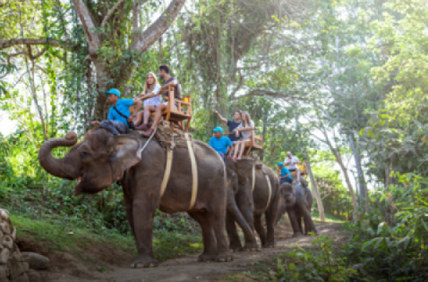 Bali Zoo: Elephant Expedition Package
